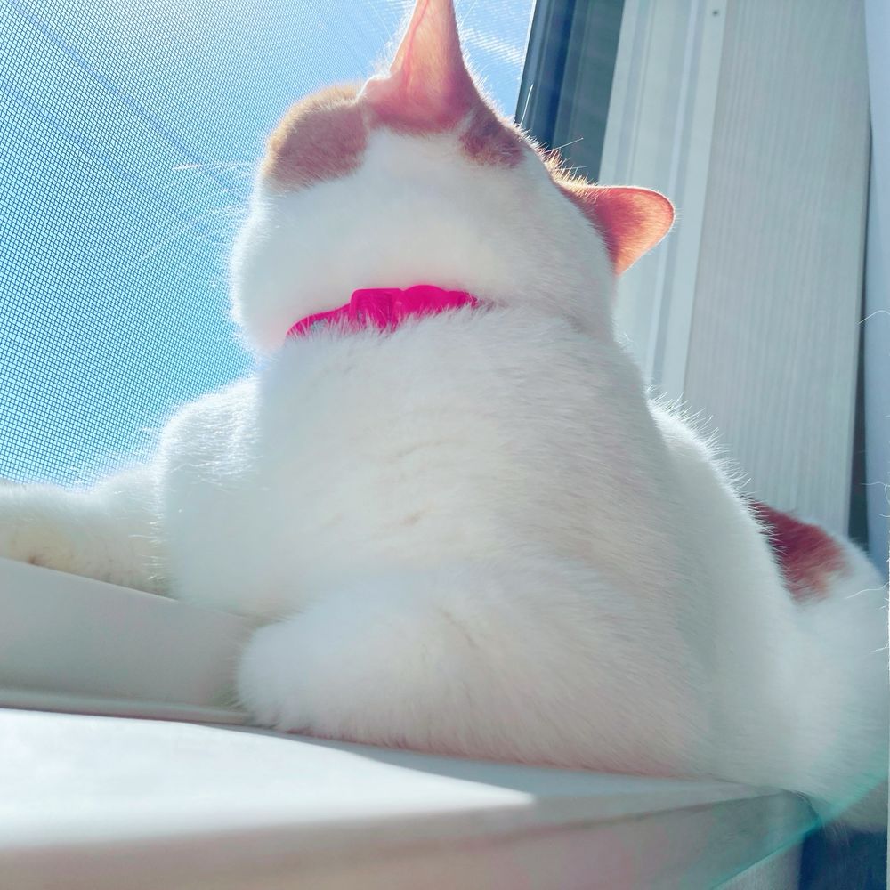 ぱるす