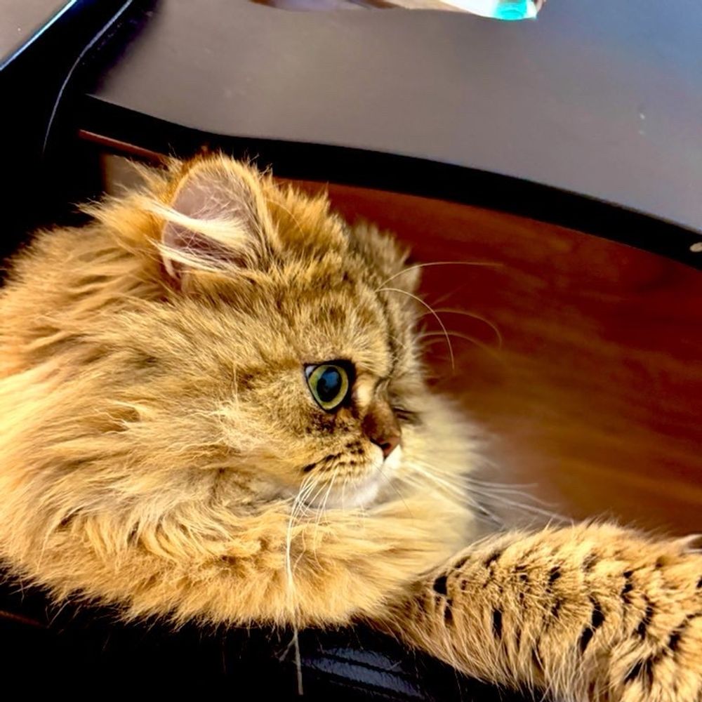 𝐑𝐚𝐦𝐮𝐧𝐞🐈🇯🇵