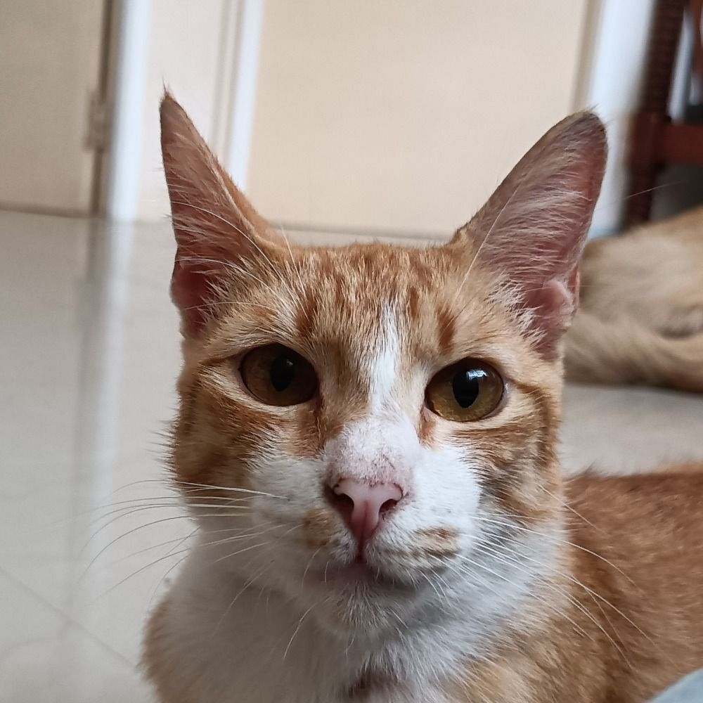 ELaron