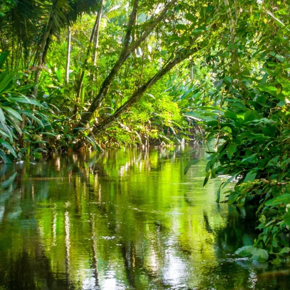 Forests Forever