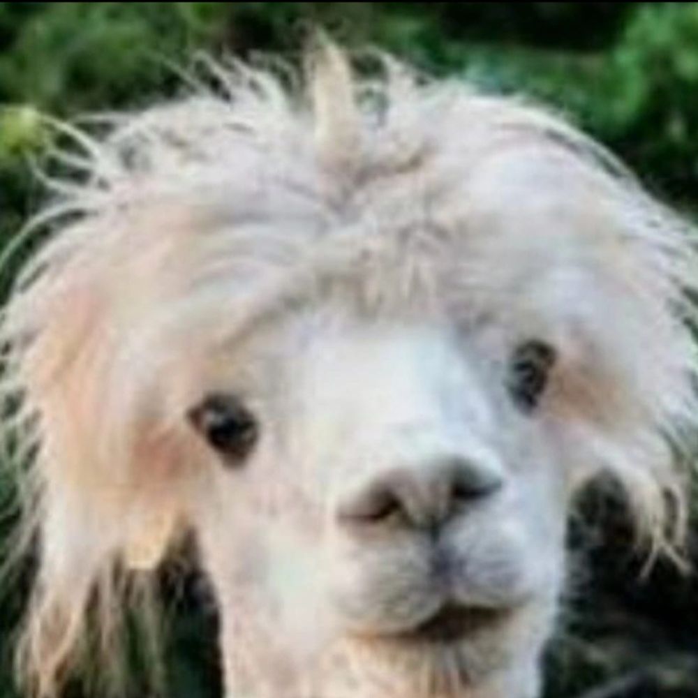 La puta Llama
