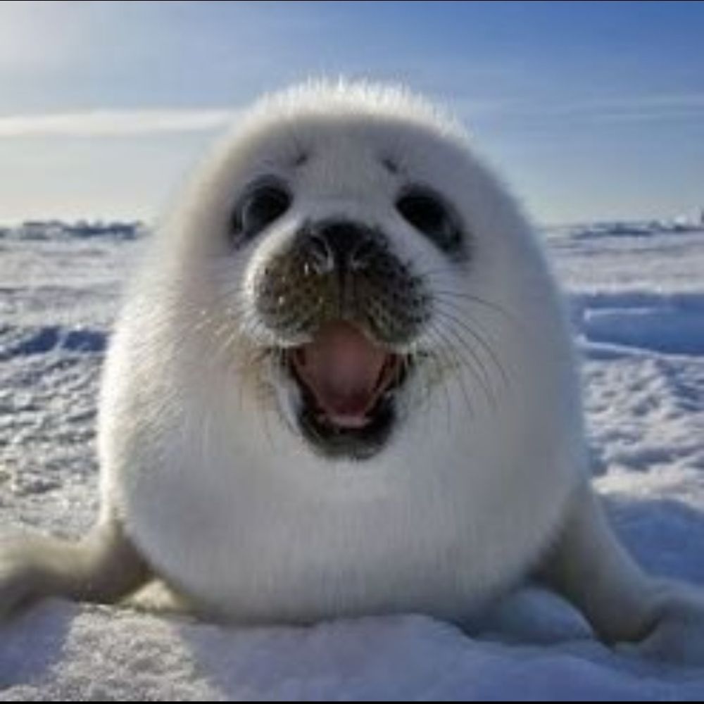Staphylofoca