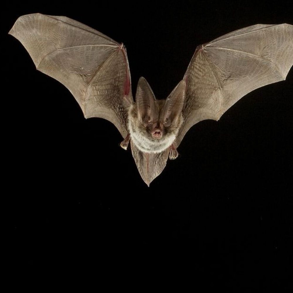 Batspitcrazy