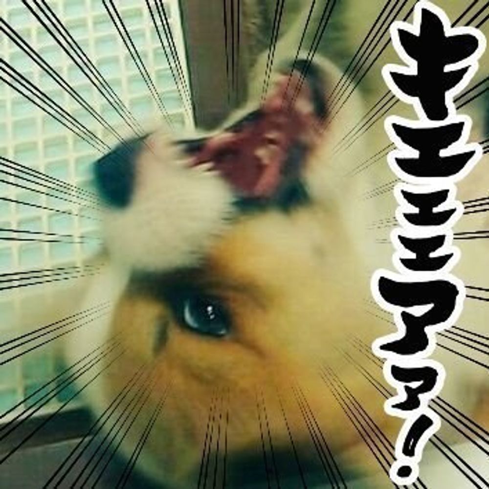 GON🐾Curry🍛