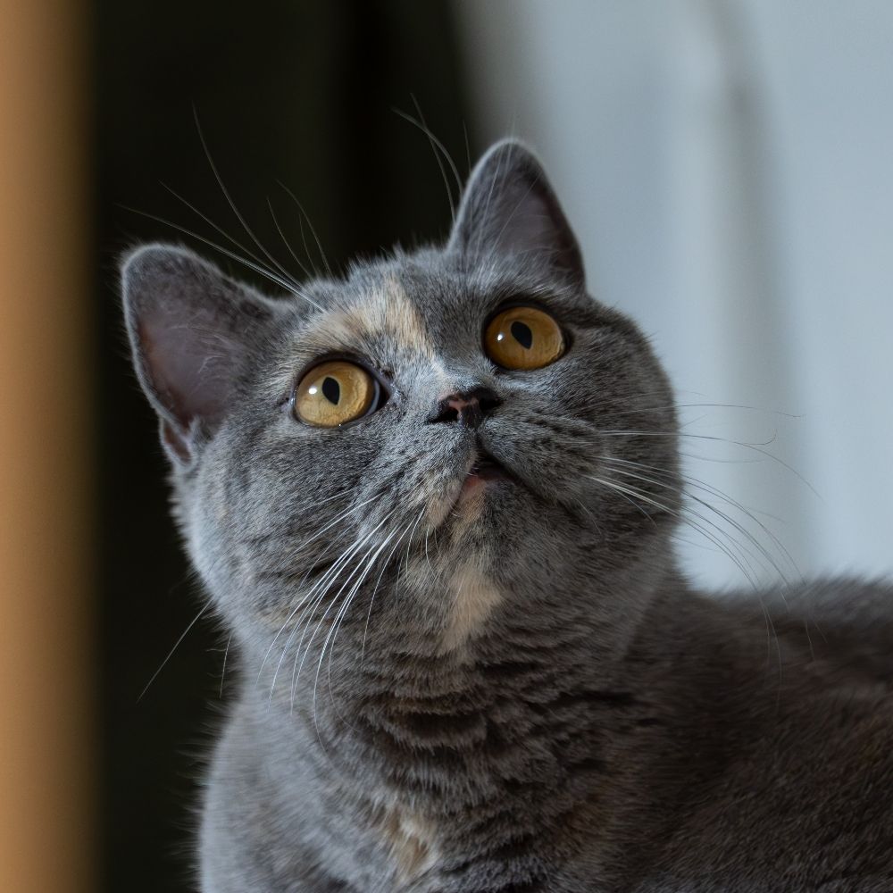 Sierra
