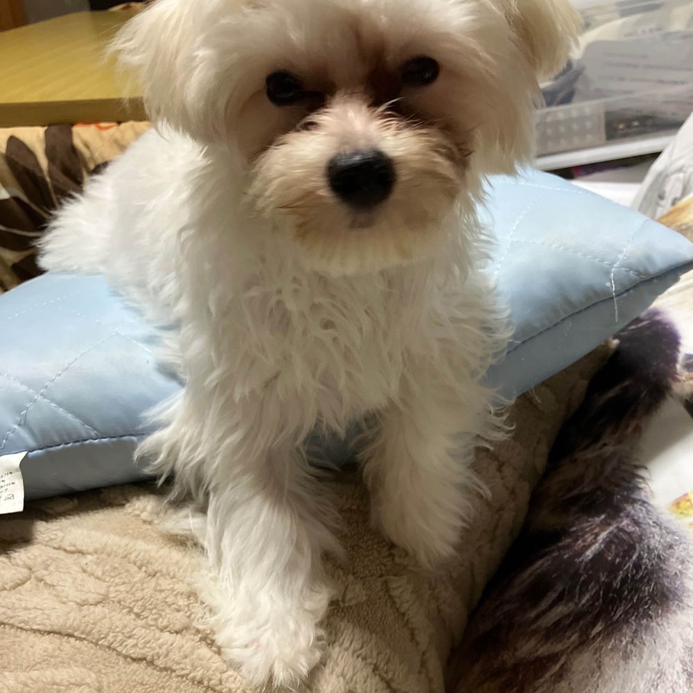 のぞき犬