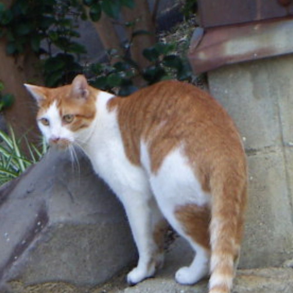 マイエン