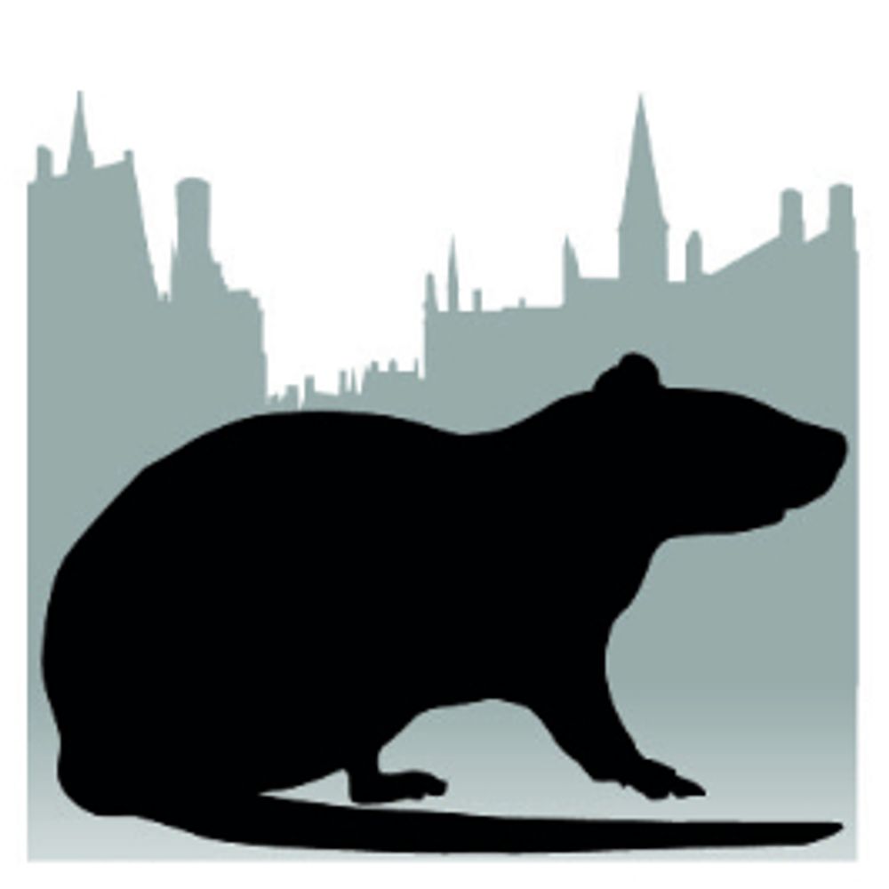 Archaeological rats