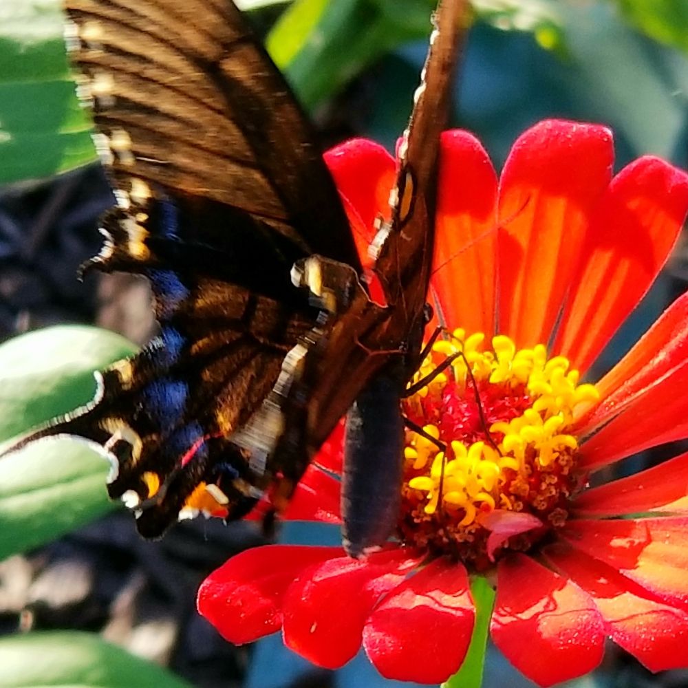 🦋 She talks to the bees 🐝🌻