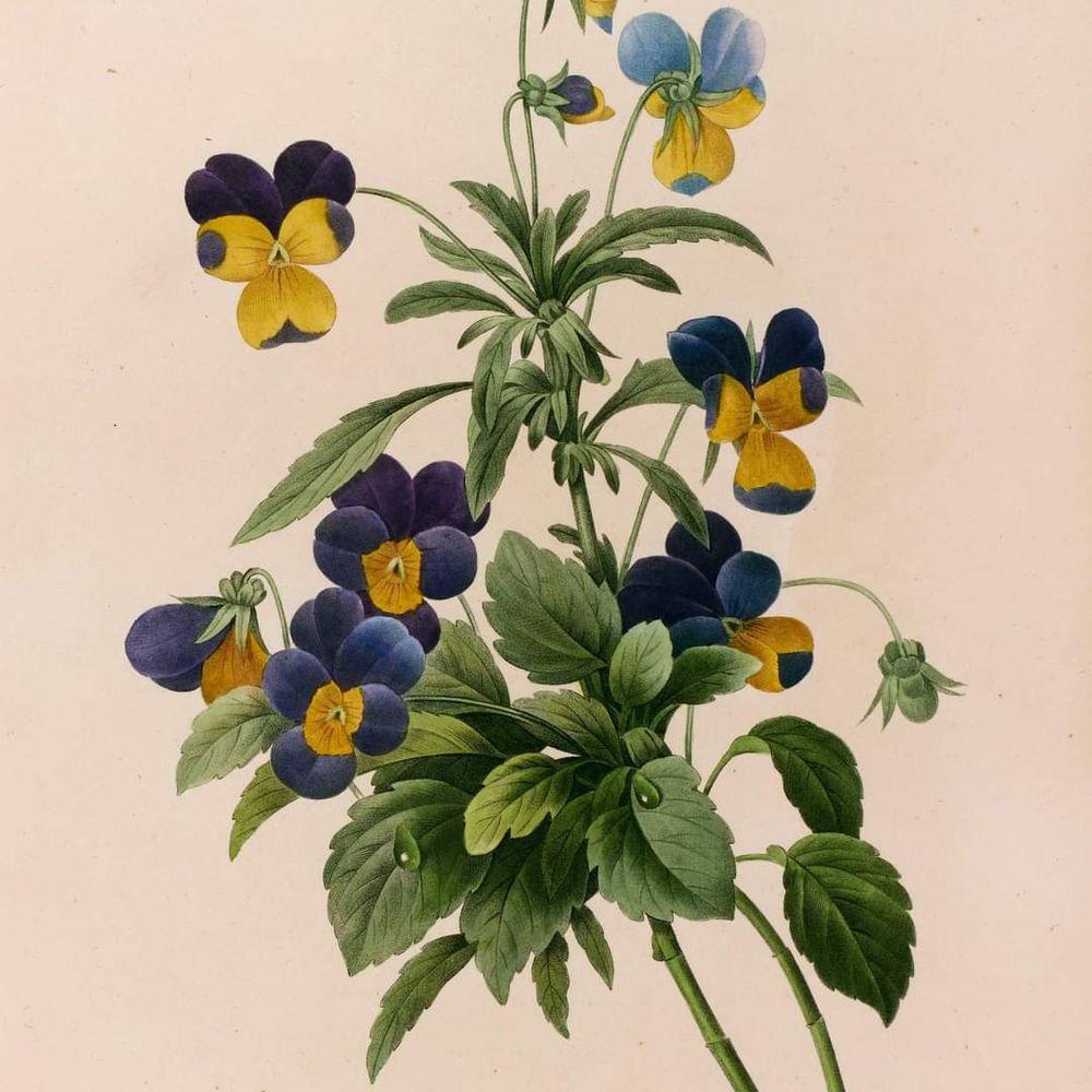 Lisette Bouvier