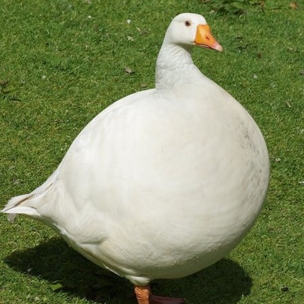 Matt