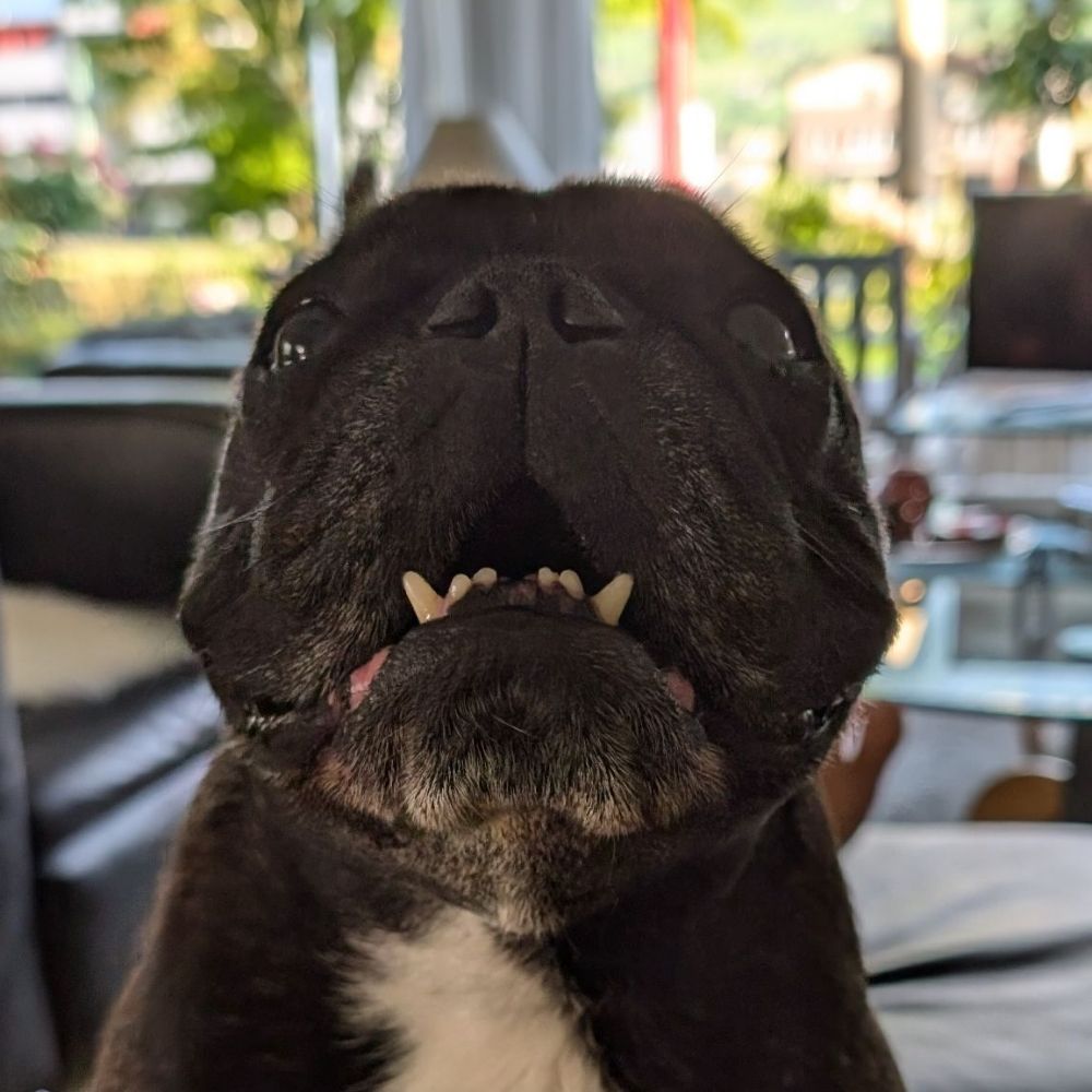 Die FranzDogge