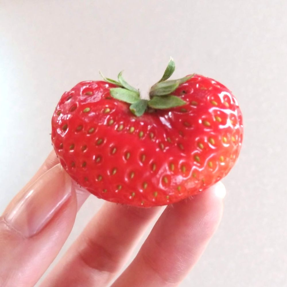 めづとうに