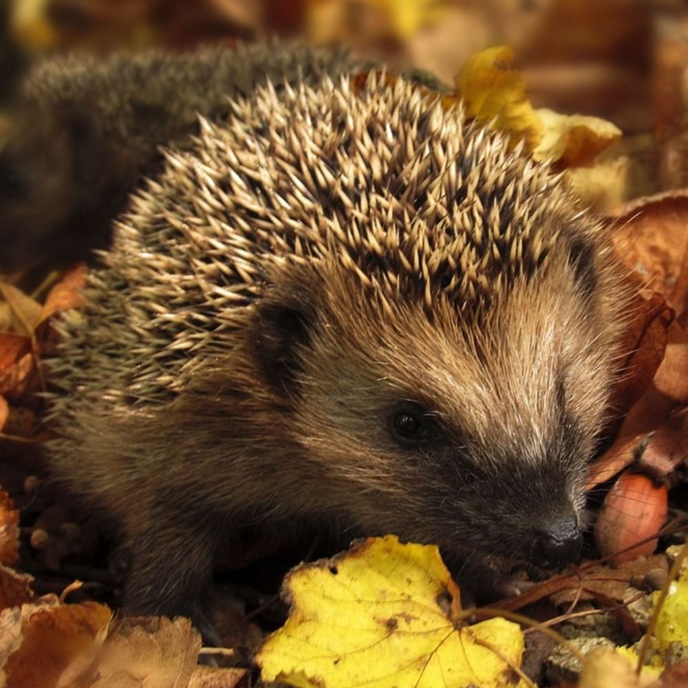 HaikuHedgehog