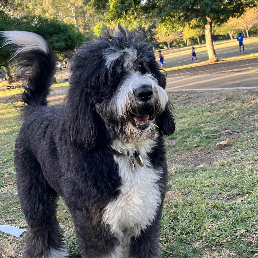 Stuey the Bernedoodle