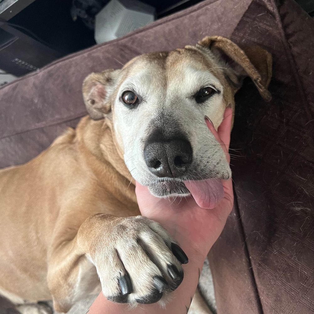 senior dog enthusiast