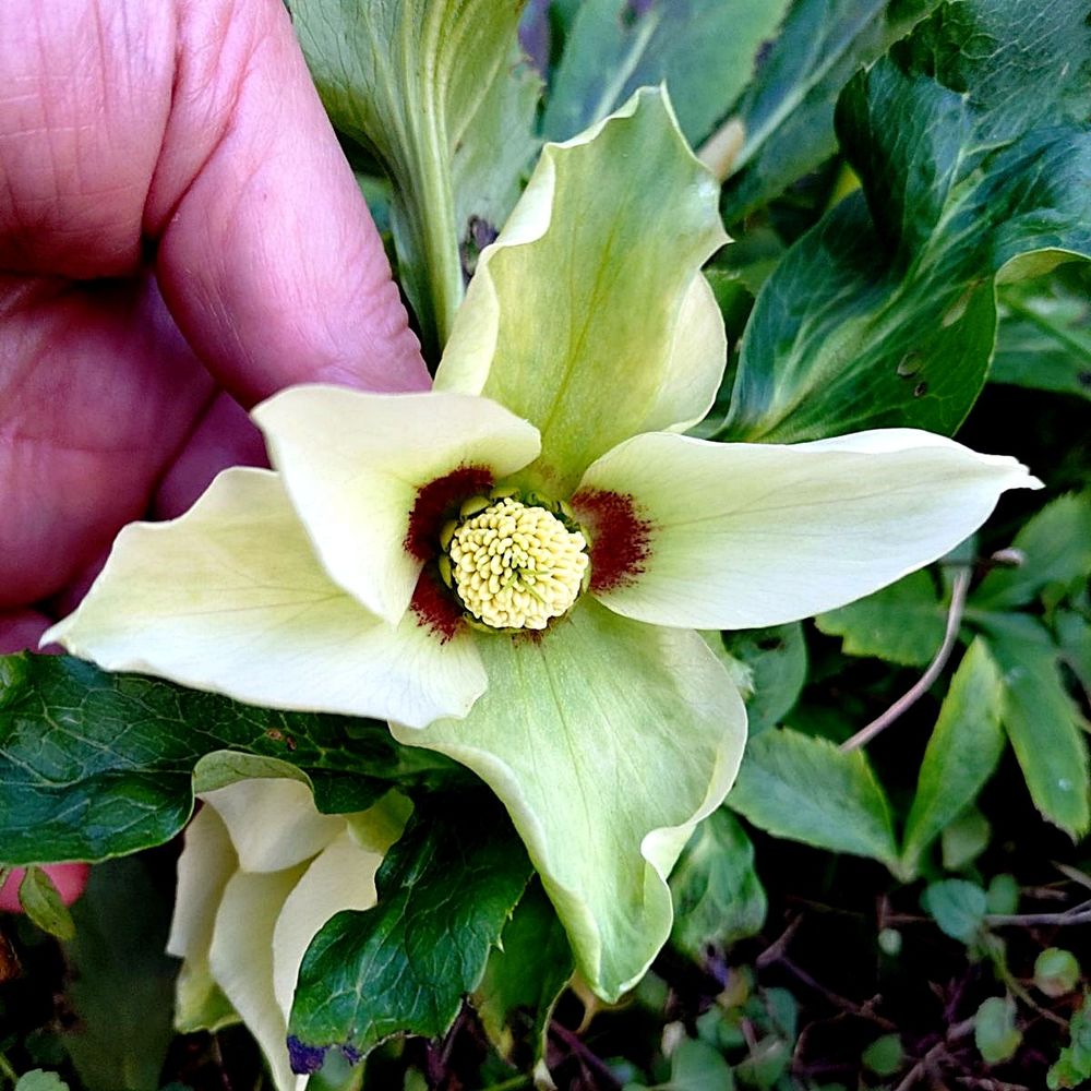 Pepi garden