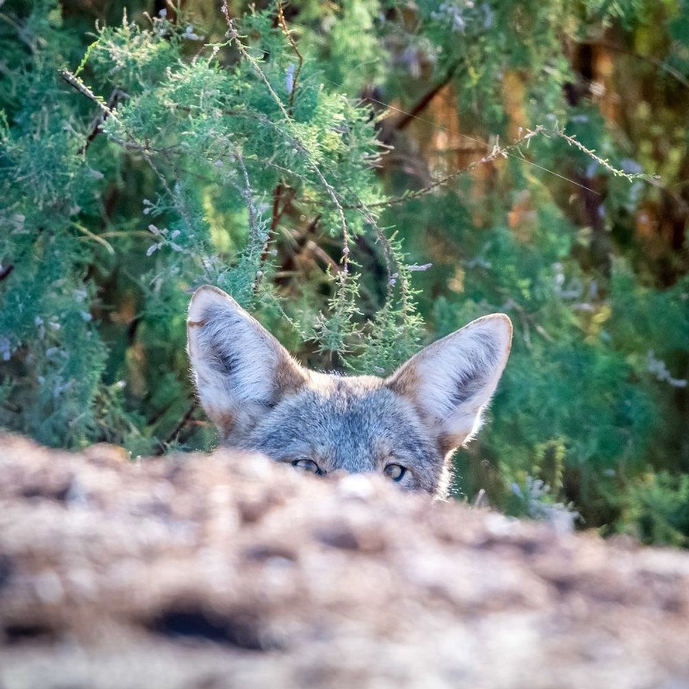 Coyotus Interruptus