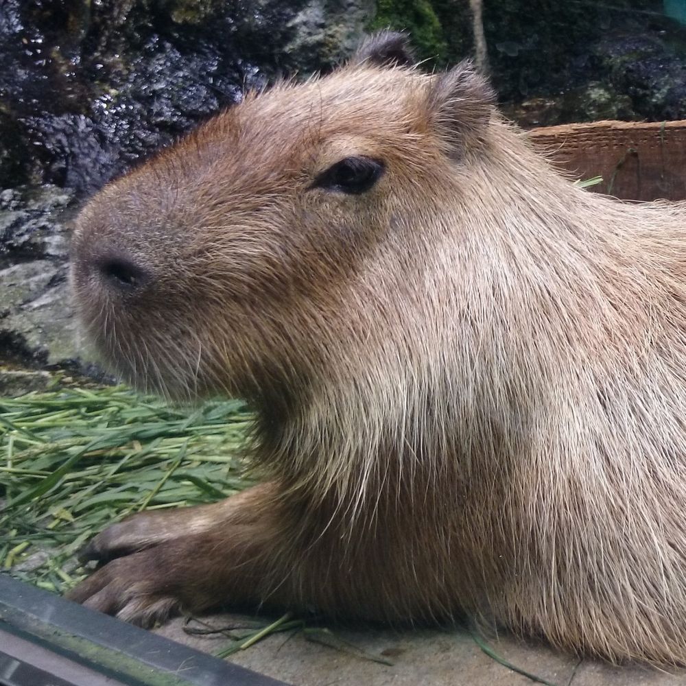 テム