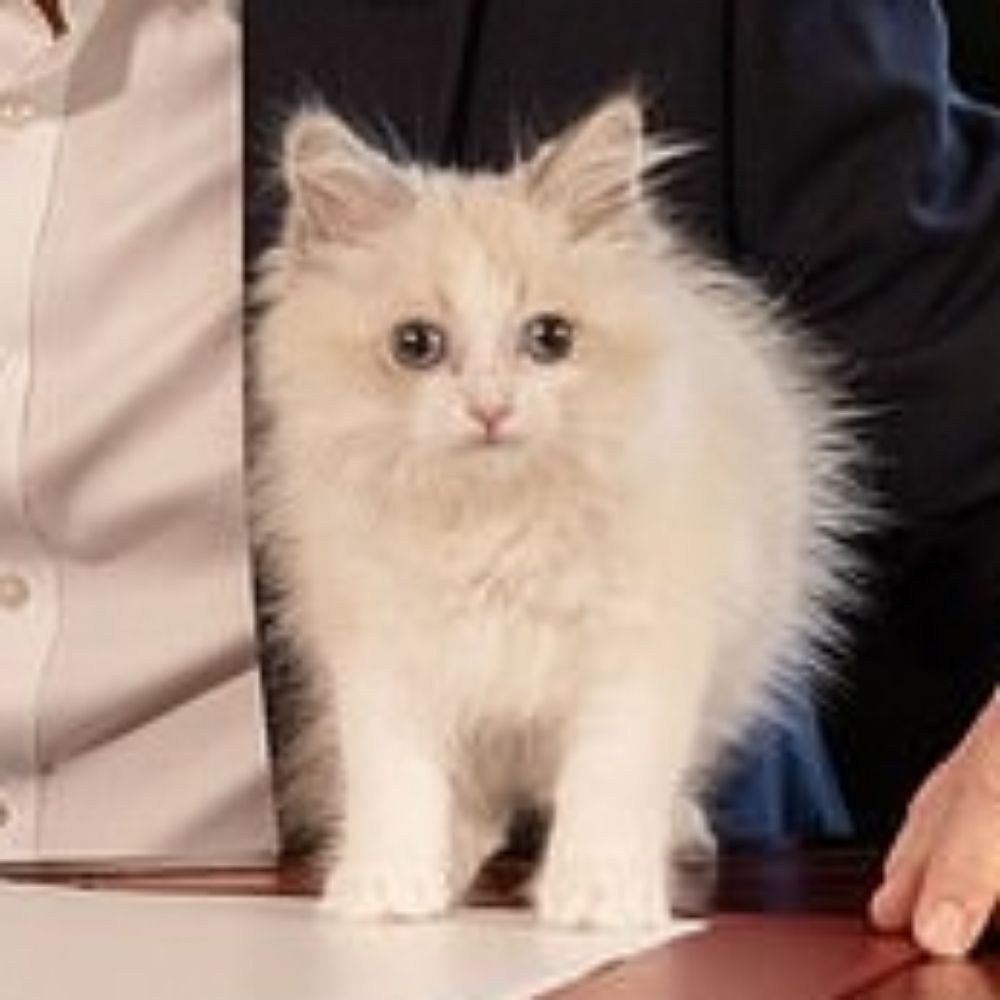Prince The Cat