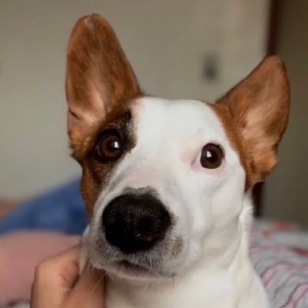 Cachorrinho 
