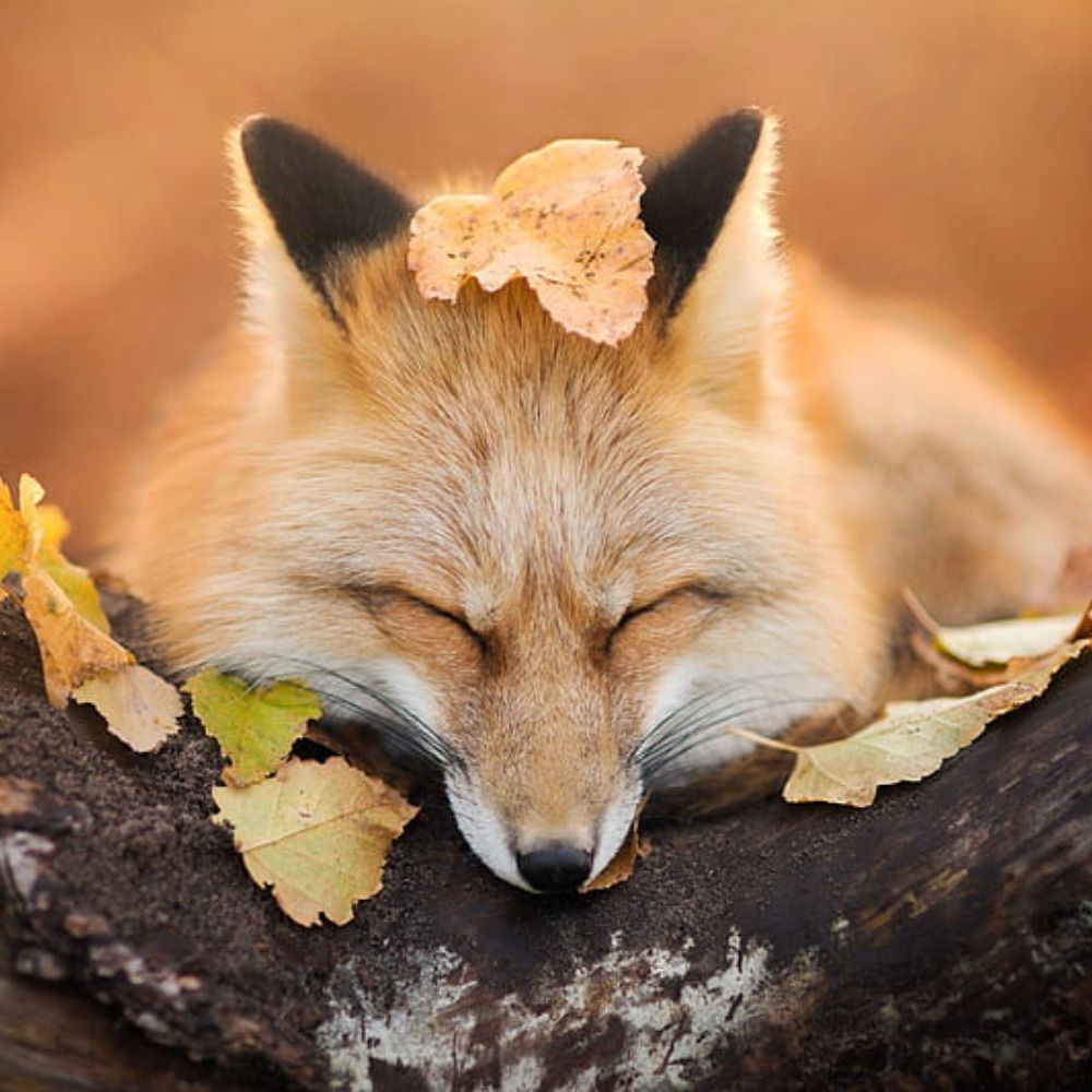 Profile picture foxes.hourly.media