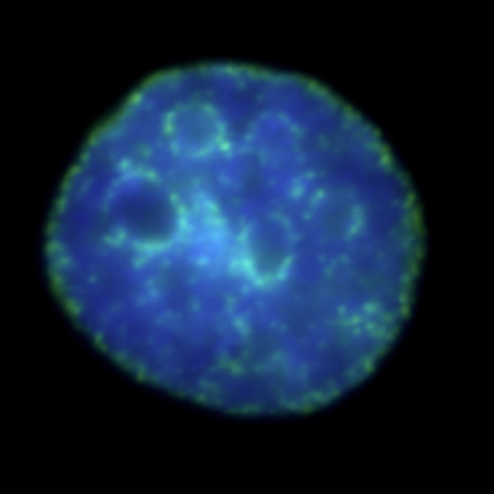 Alabert Lab