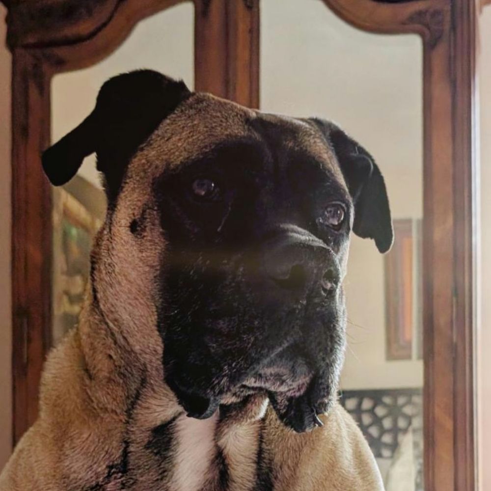 Stephanie Incognito