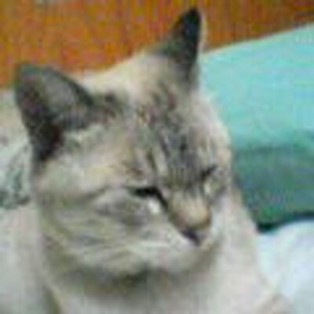 どらねこ