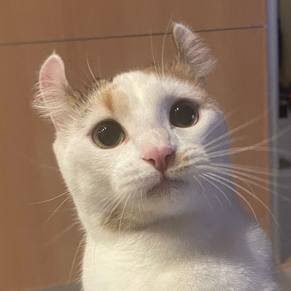 ありんこ