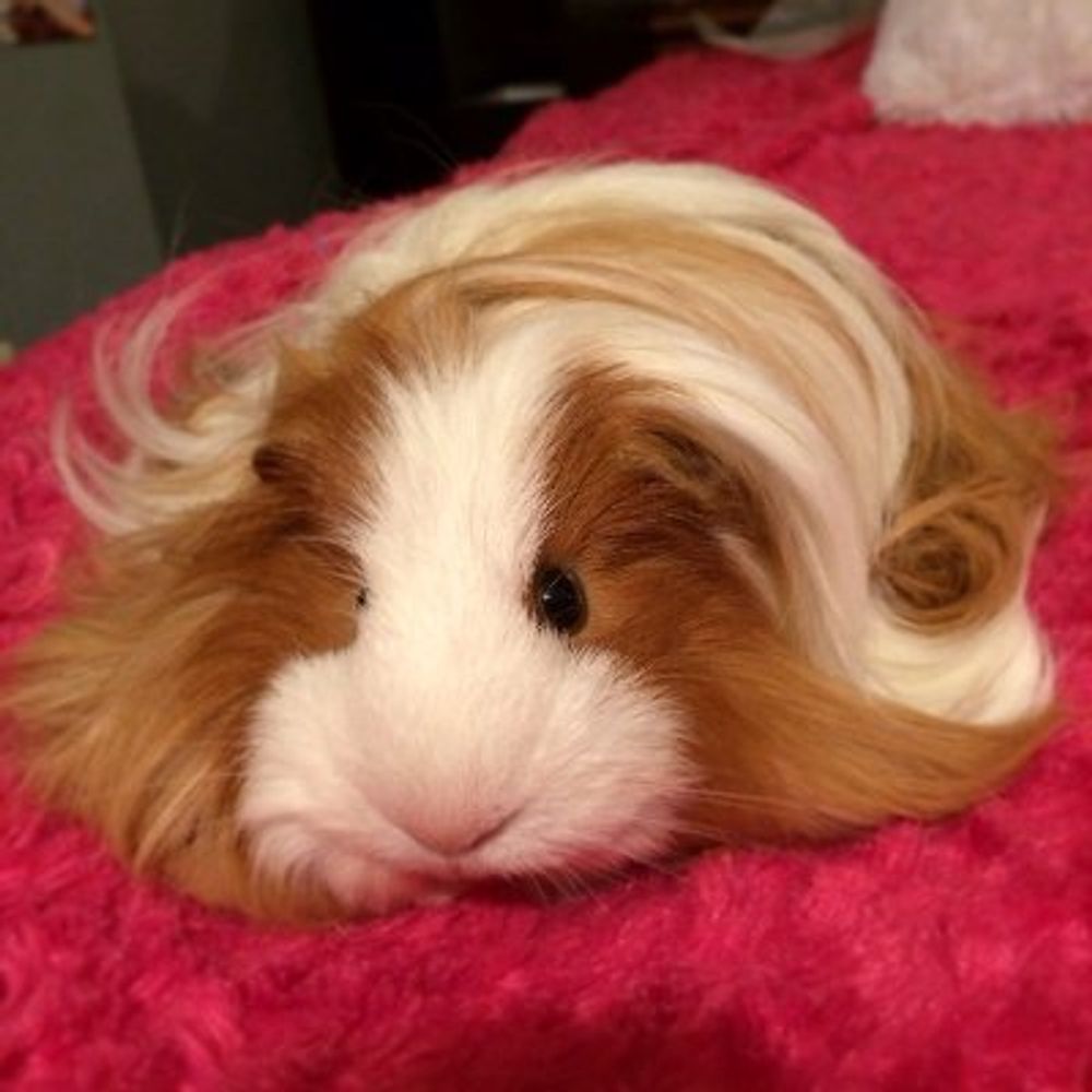 Chromodynamic Guinea Pig