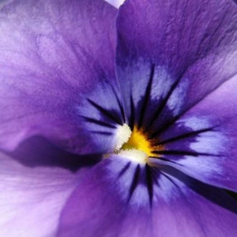 Violeta 