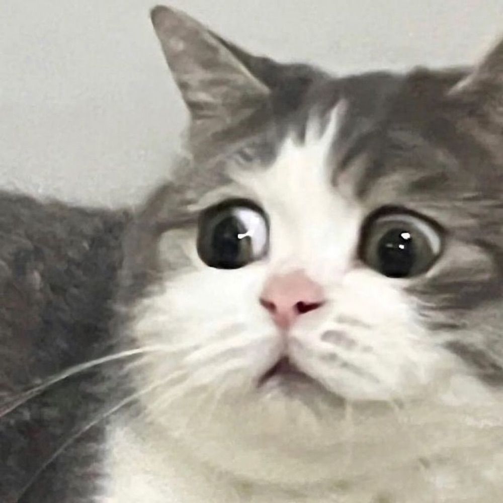 Meow  /ᐠ｡  ｡ᐟ\