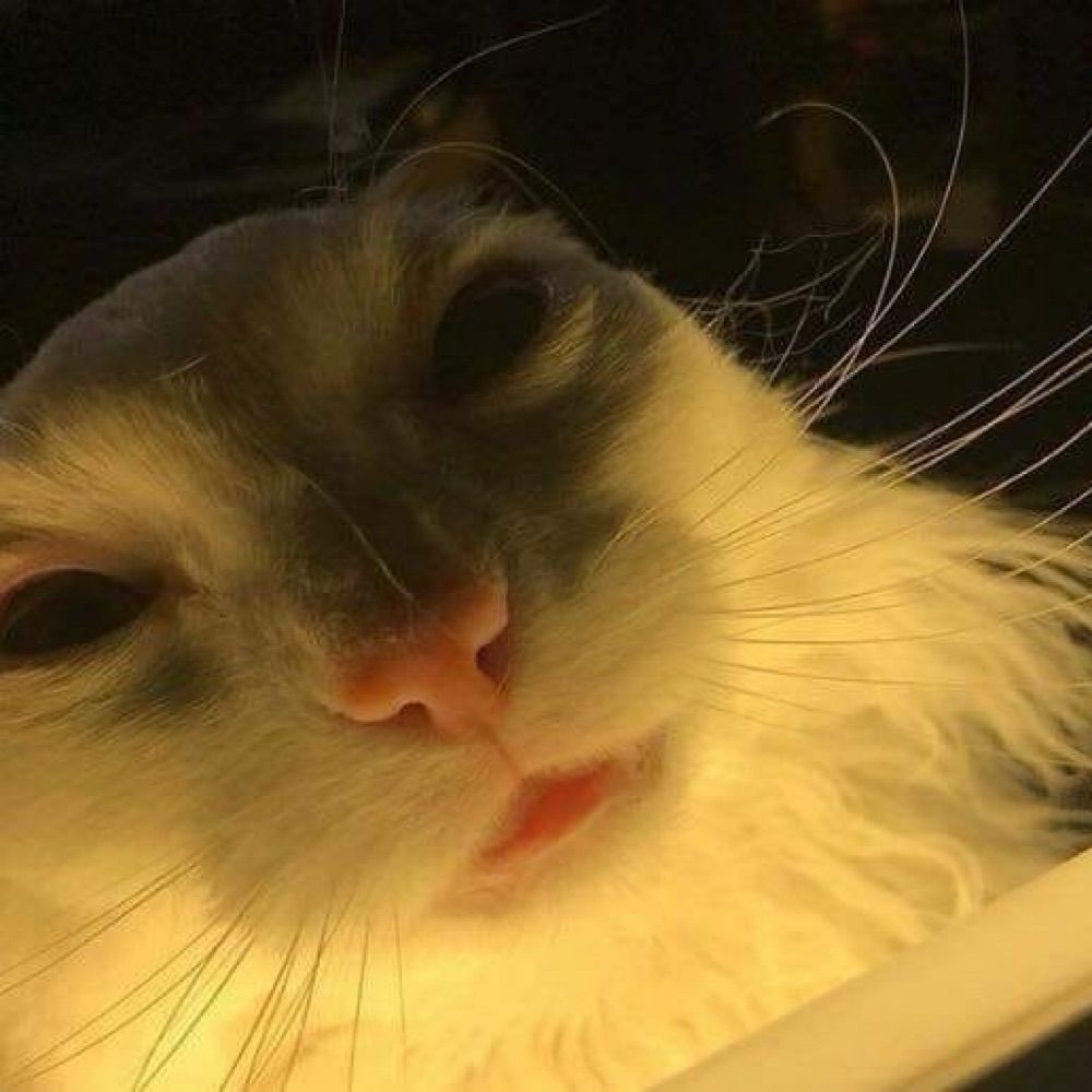curiouscat