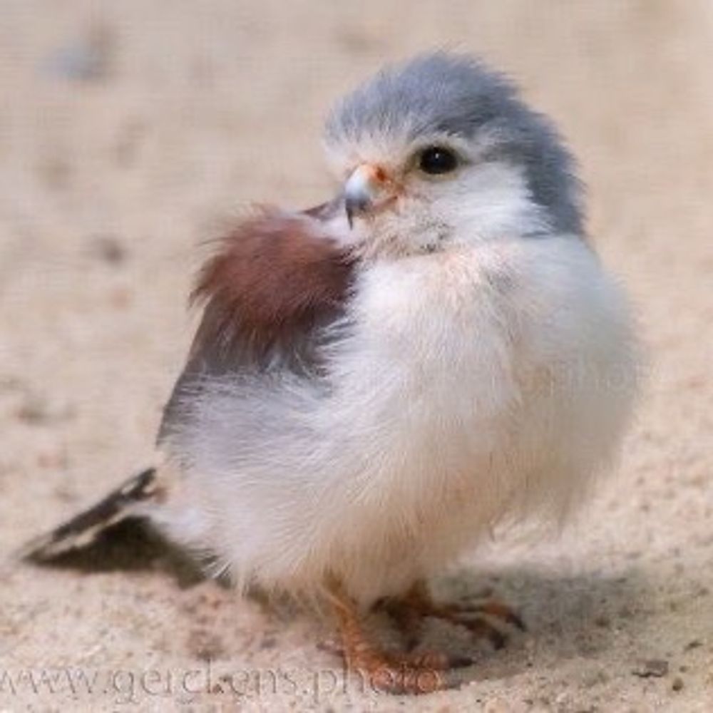 CuddlyHawk
