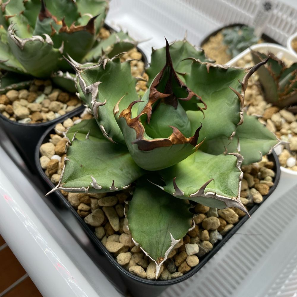 草イサミ