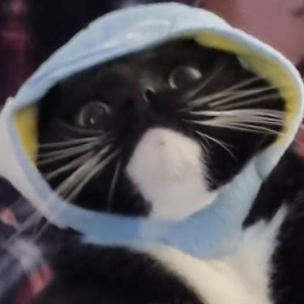 Steve but not Him