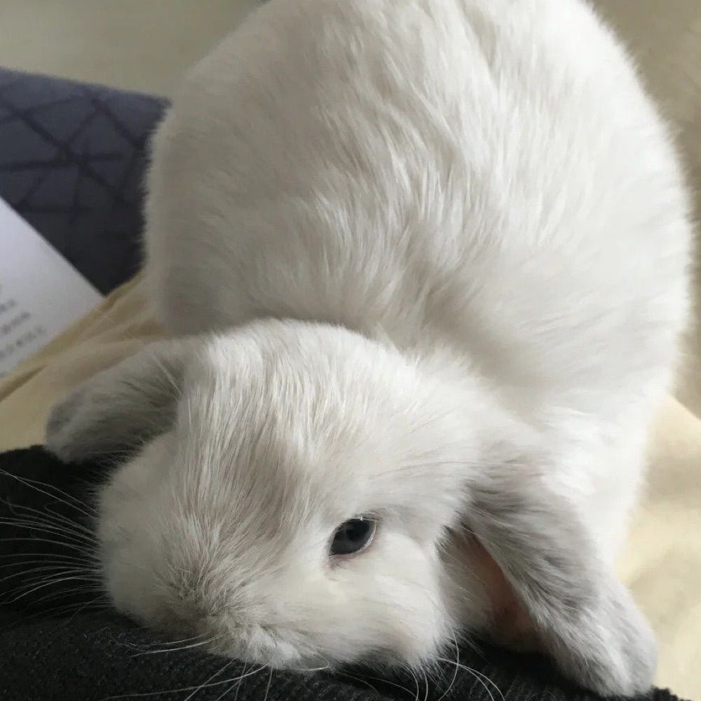 mitzi