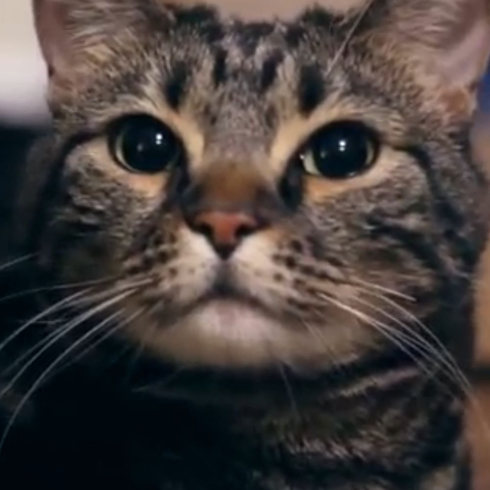 NSFW Catz
