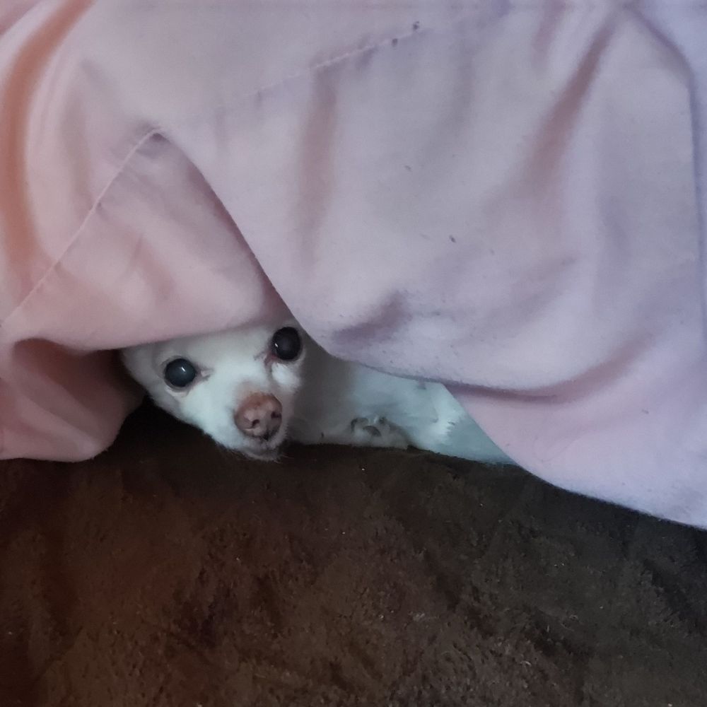 いのみか