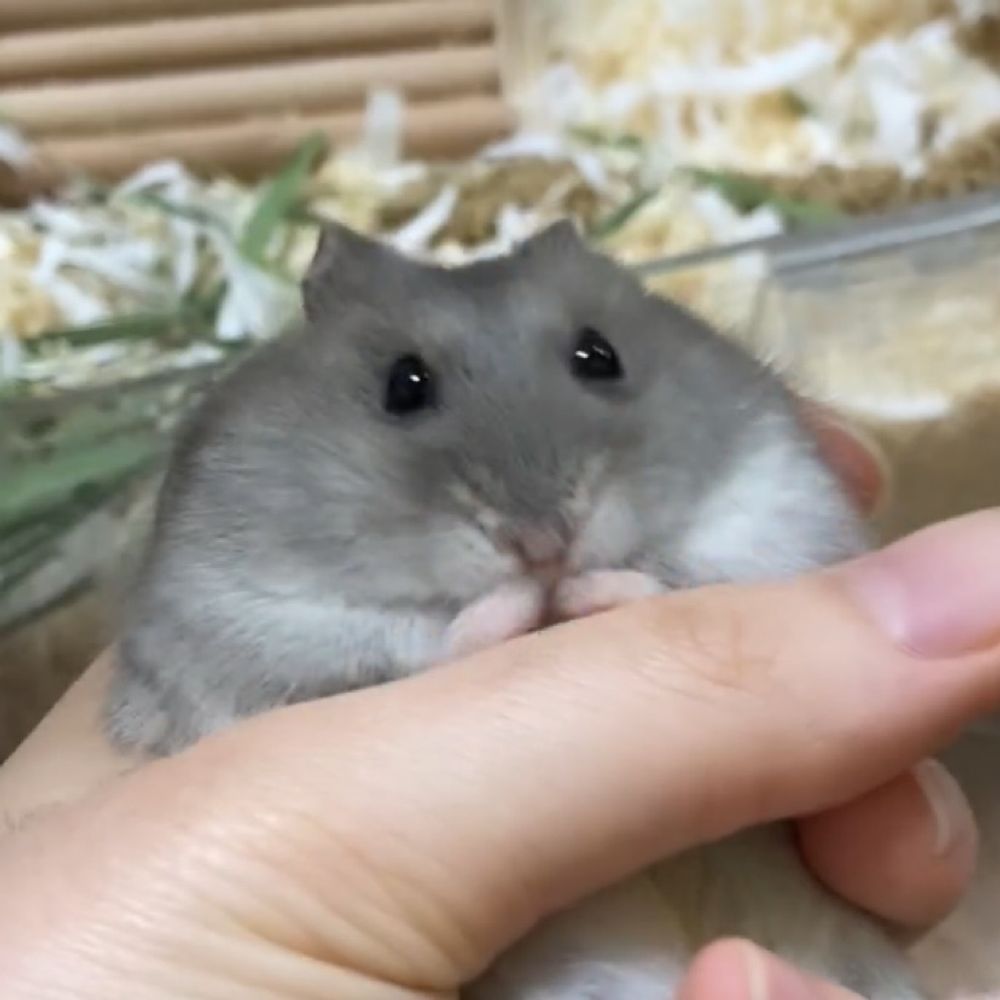 뿌루쮸