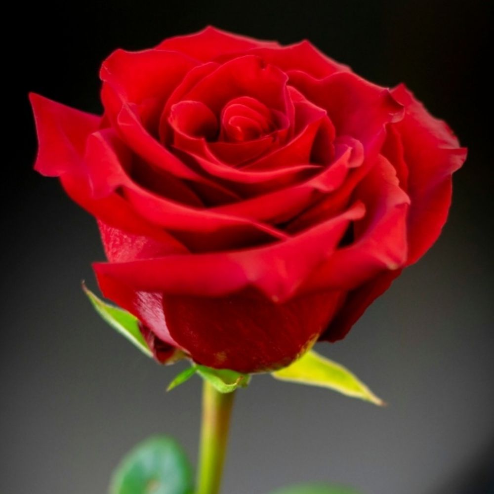 Garibaldi Red