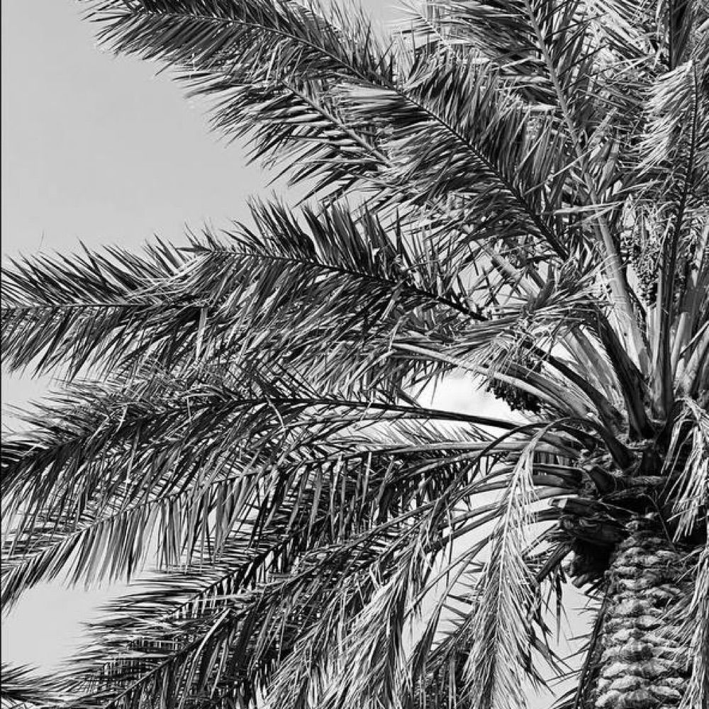 صقر