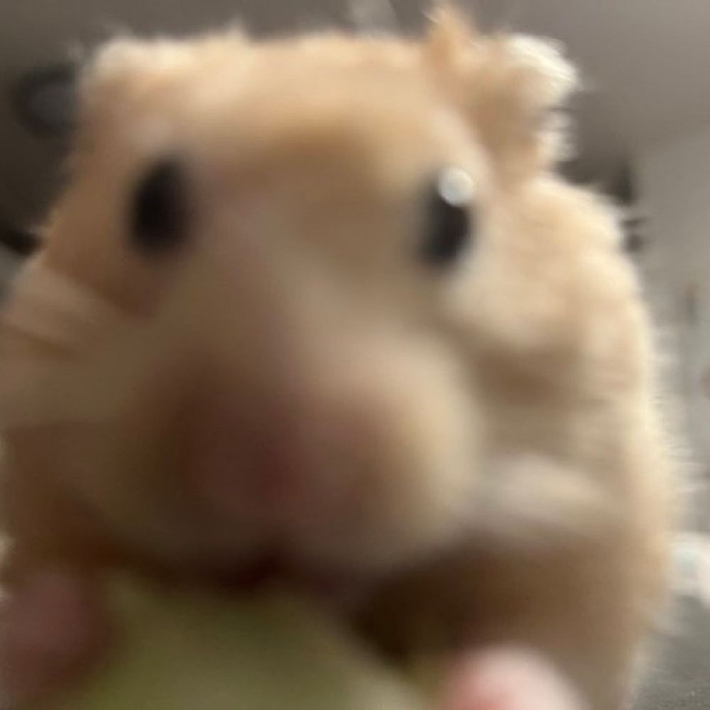 べっつりさくら