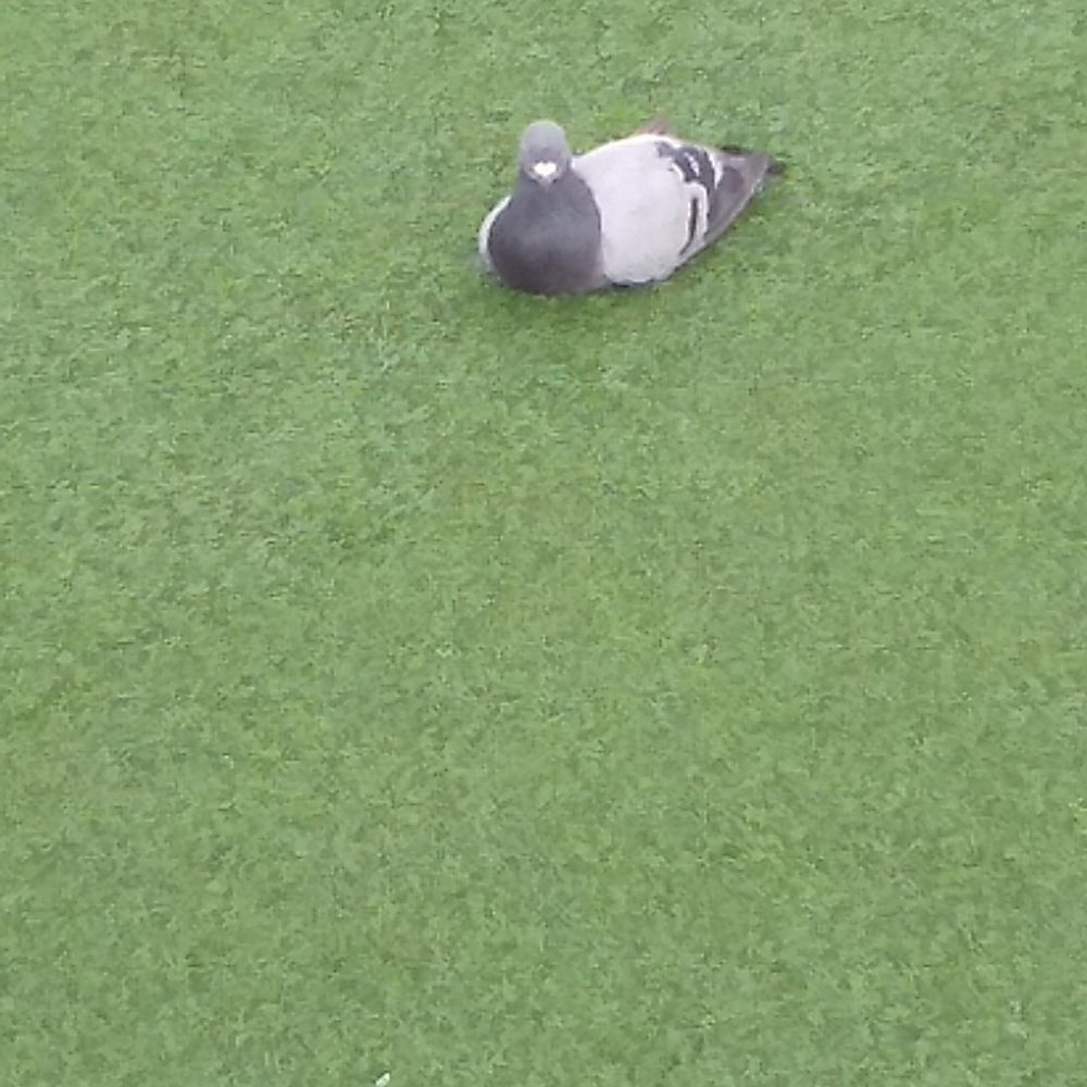しゃこ