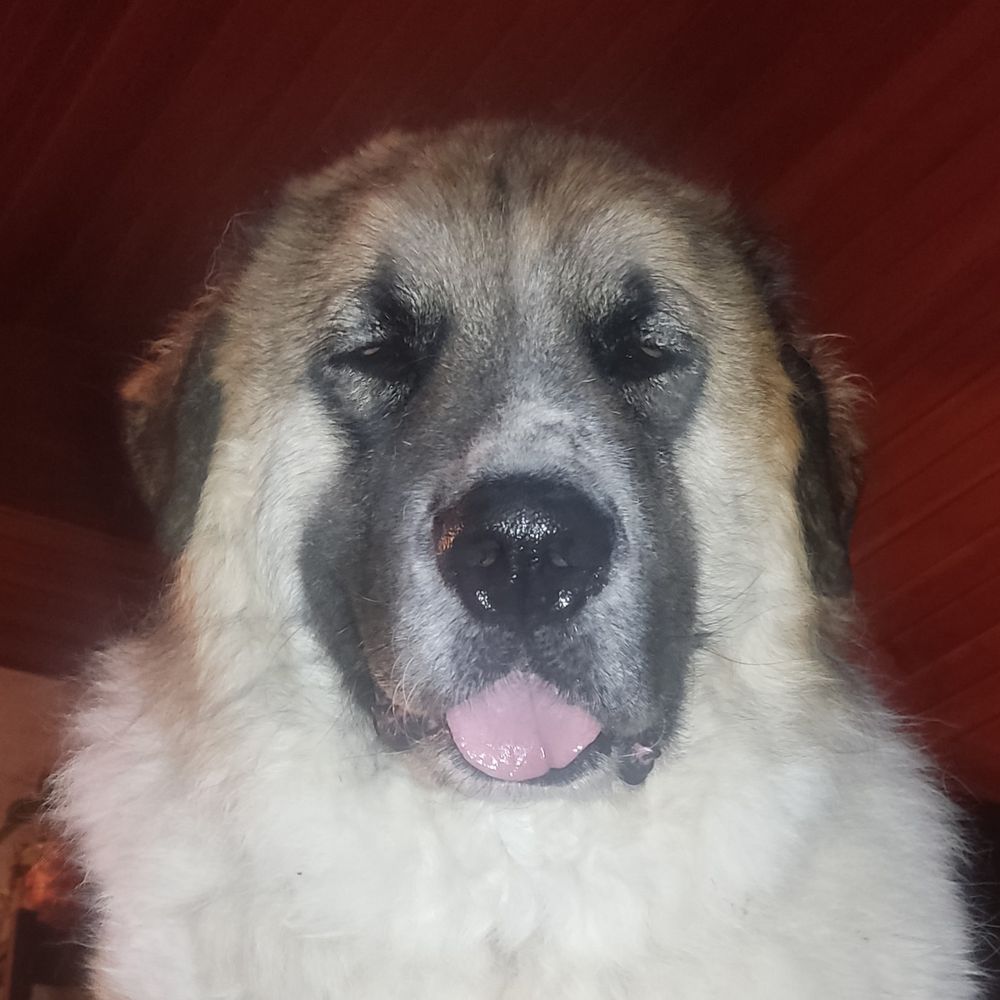 King Jakob