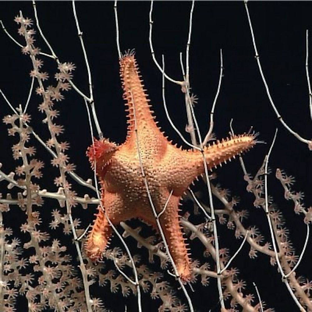 Herrera Lab
