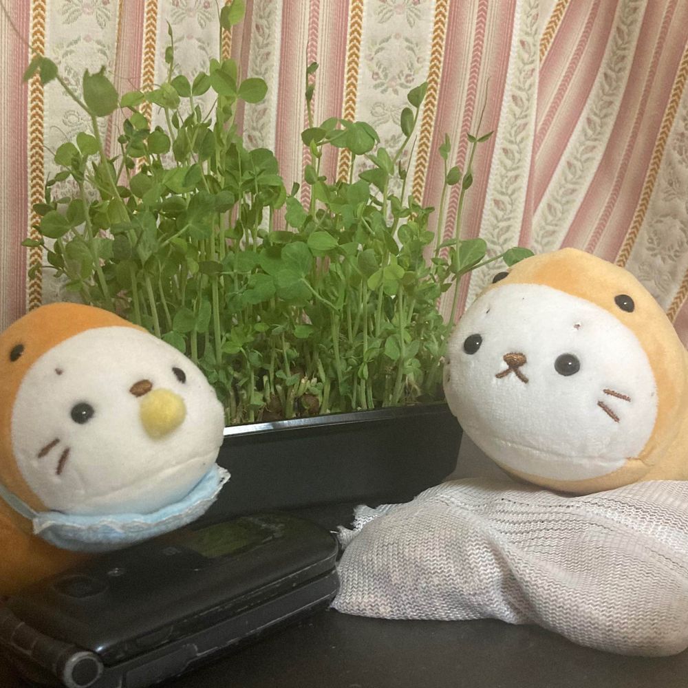 もこたん