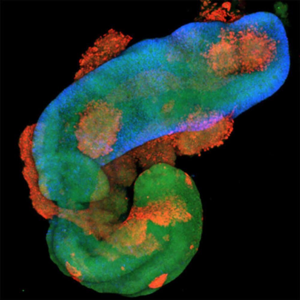 The Ribes & Nedelec's Lab