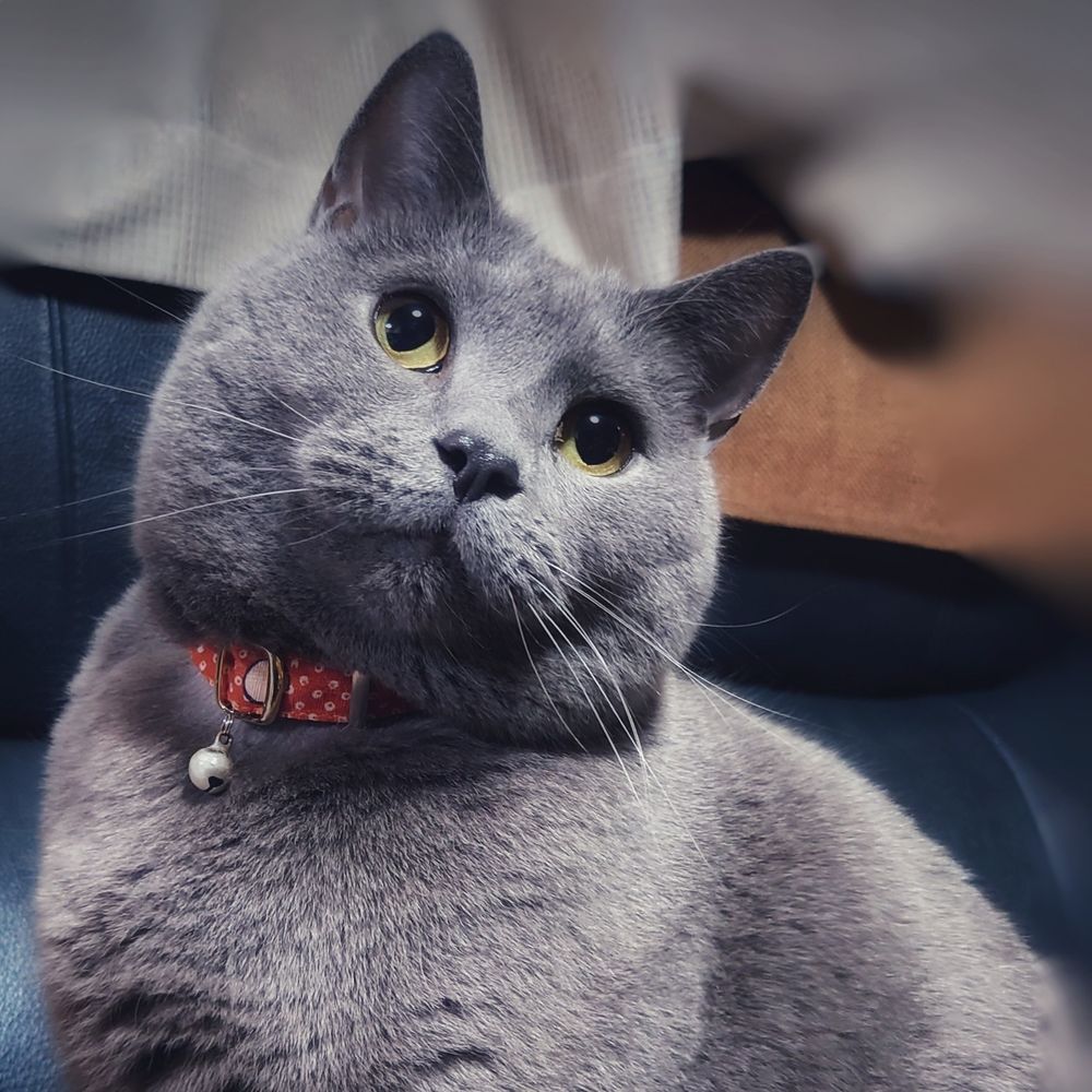 にゃーさん